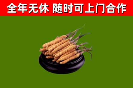 横栏镇烟酒回收冬虫夏草.jpg